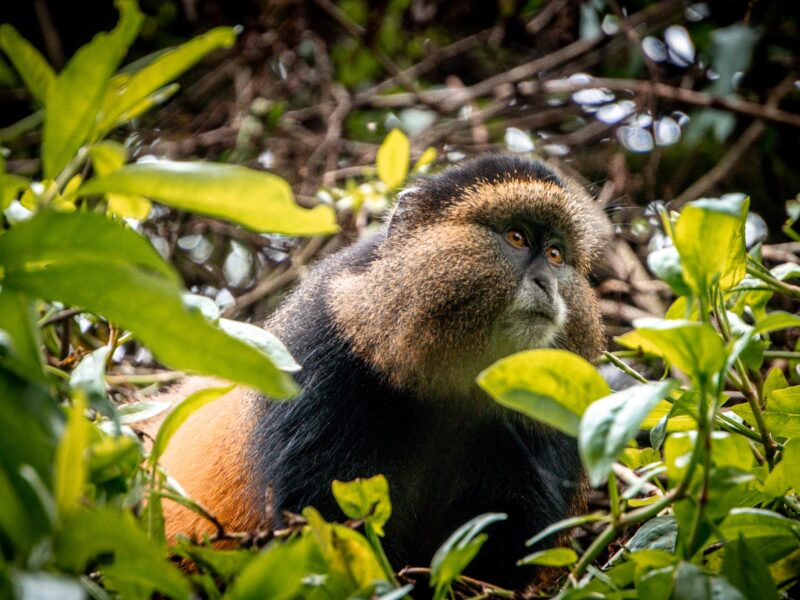 When to Go for Golden Monkey Habituation in Mgahinga Gorilla National Park?