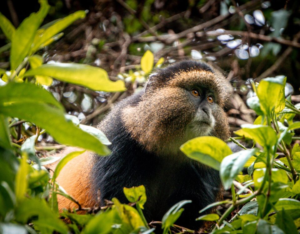 When to Go for Golden Monkey Habituation in Mgahinga Gorilla National Park?