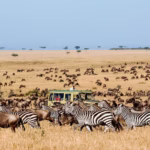 When is the Best Time to Visit Serengeti National Park?