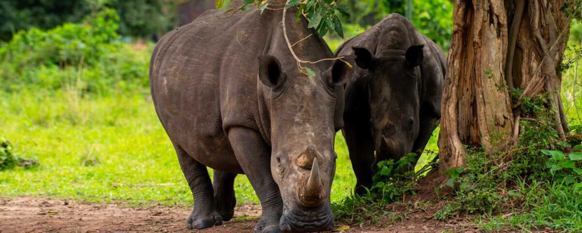  Can I Combine a Visit to Ziwa Rhino Sanctuary with a Murchison Falls Safari?