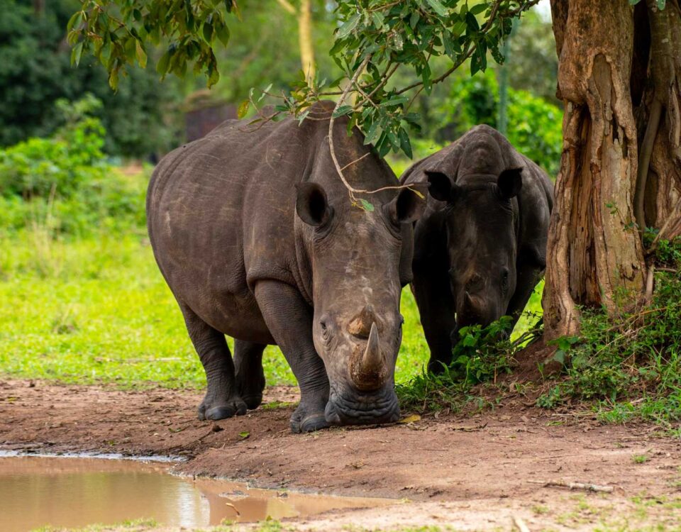  Can I Combine a Visit to Ziwa Rhino Sanctuary with a Murchison Falls Safari?