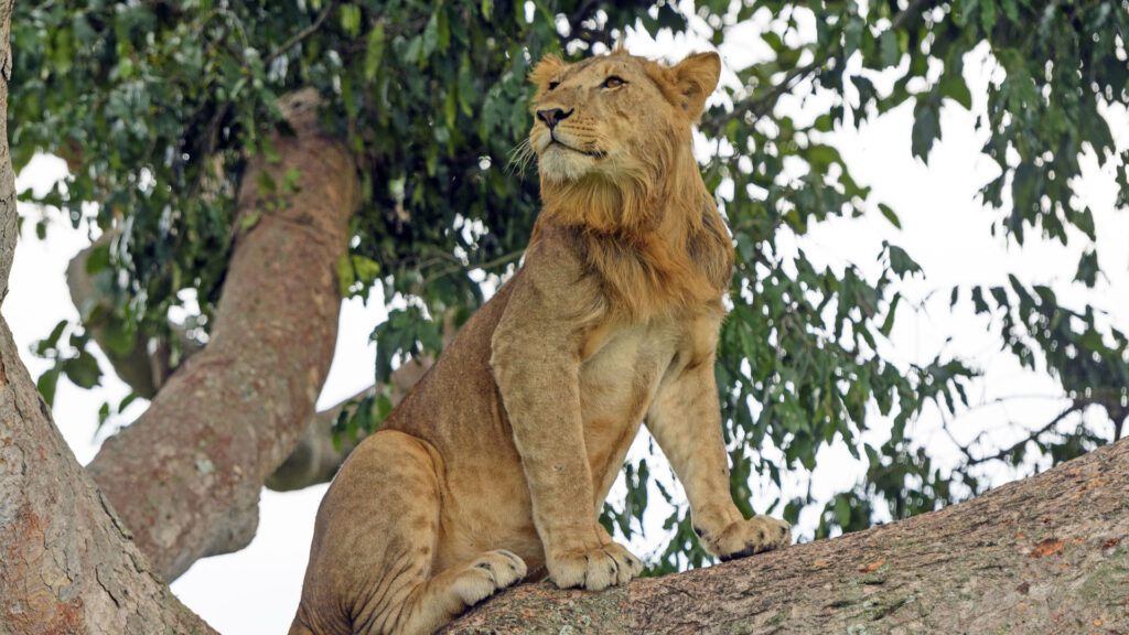 What is the Best Safari Destination for Families?
