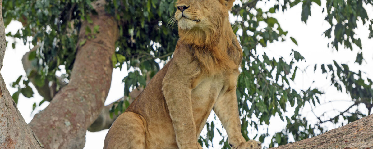 What is the Best Safari Destination for Families?