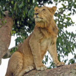 What is the Best Safari Destination for Families?