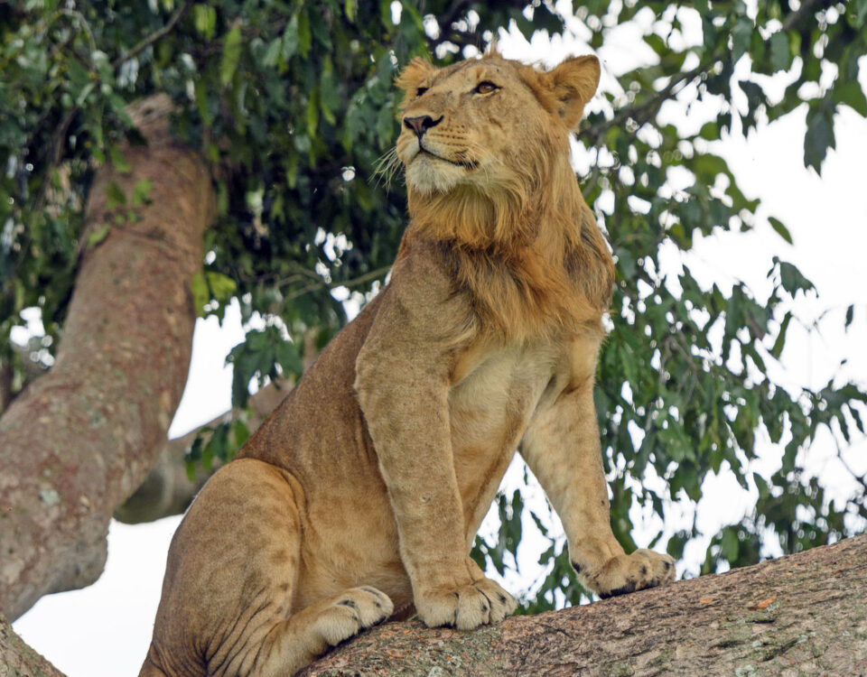 What is the Best Safari Destination for Families?