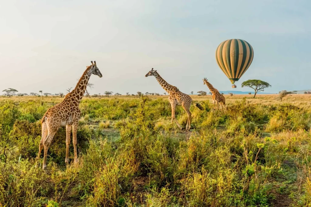 When to Visit East Africa for a Safari?