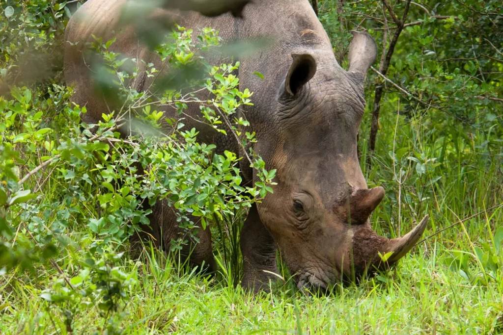 What is the Best Time of Year to Visit Ziwa Rhino Sanctuary?