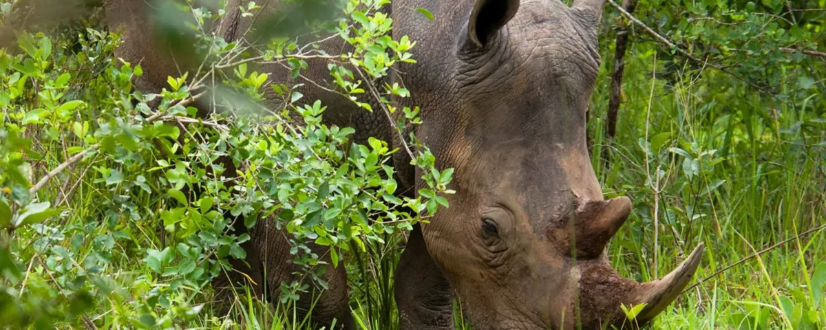 What is the Best Time of Year to Visit Ziwa Rhino Sanctuary?