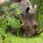 What is the Best Time of Year to Visit Ziwa Rhino Sanctuary?