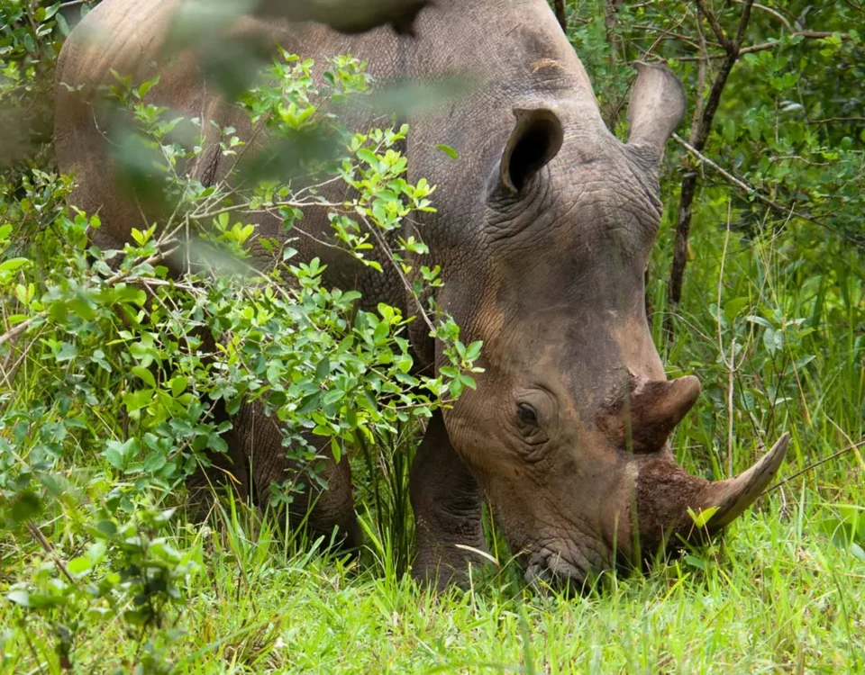 What is the Best Time of Year to Visit Ziwa Rhino Sanctuary?