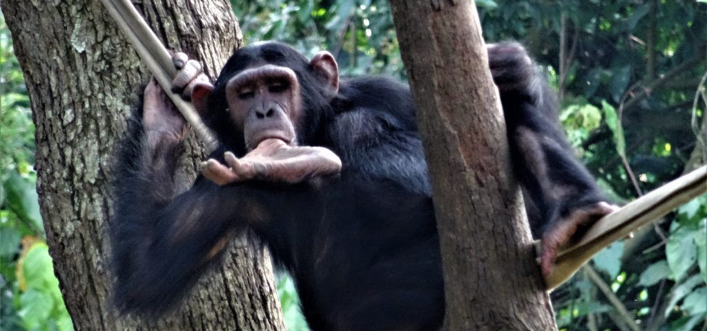 Can Chimpanzee Tracking Be Combined with Gorilla Trekking?