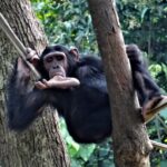 Can Chimpanzee Tracking Be Combined with Gorilla Trekking?