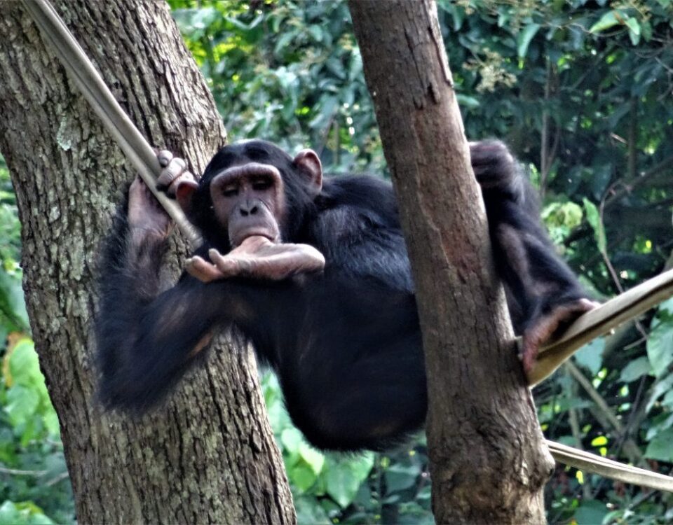 Can Chimpanzee Tracking Be Combined with Gorilla Trekking?
