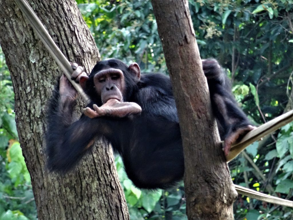 Can Chimpanzee Tracking Be Combined with Gorilla Trekking?