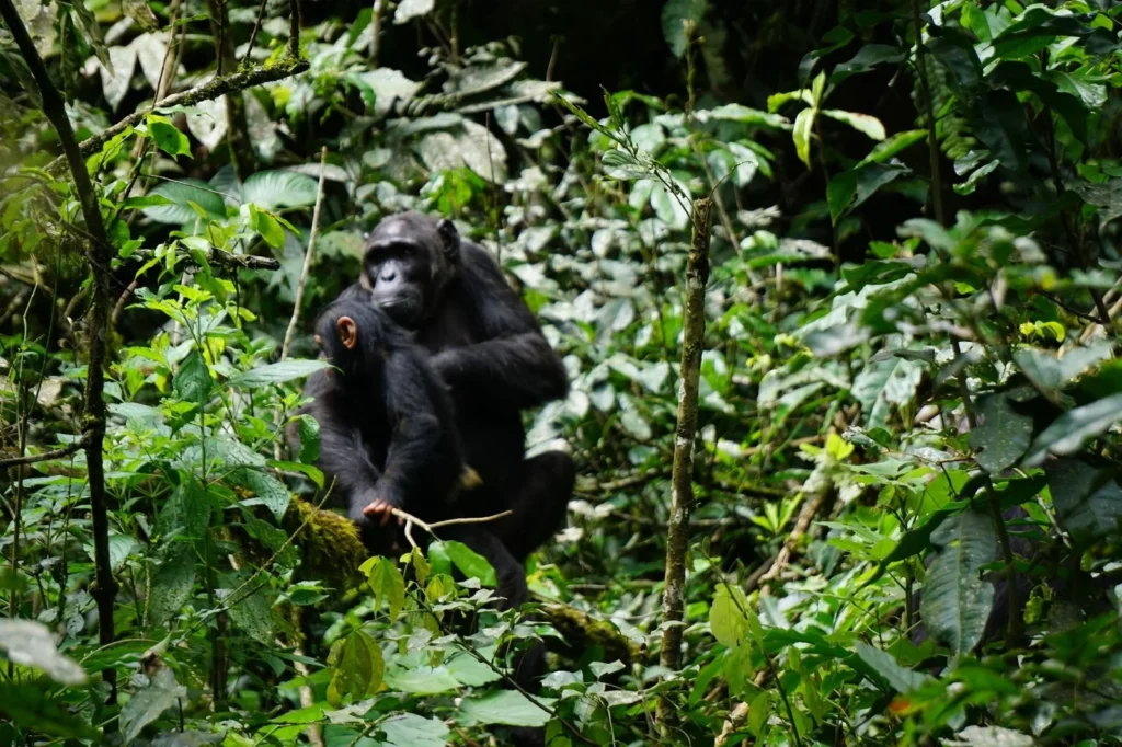 Which Park is Best for Chimpanzee Tracking in Tanzania?