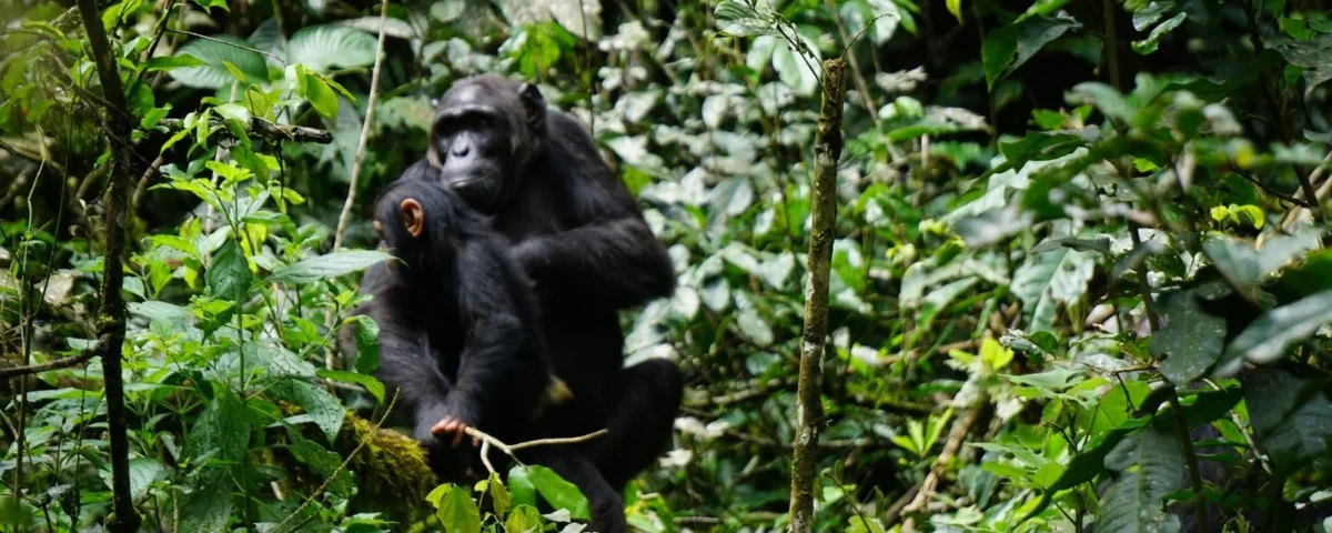 Which Park is Best for Chimpanzee Tracking in Tanzania?