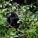 Which Park is Best for Chimpanzee Tracking in Tanzania?