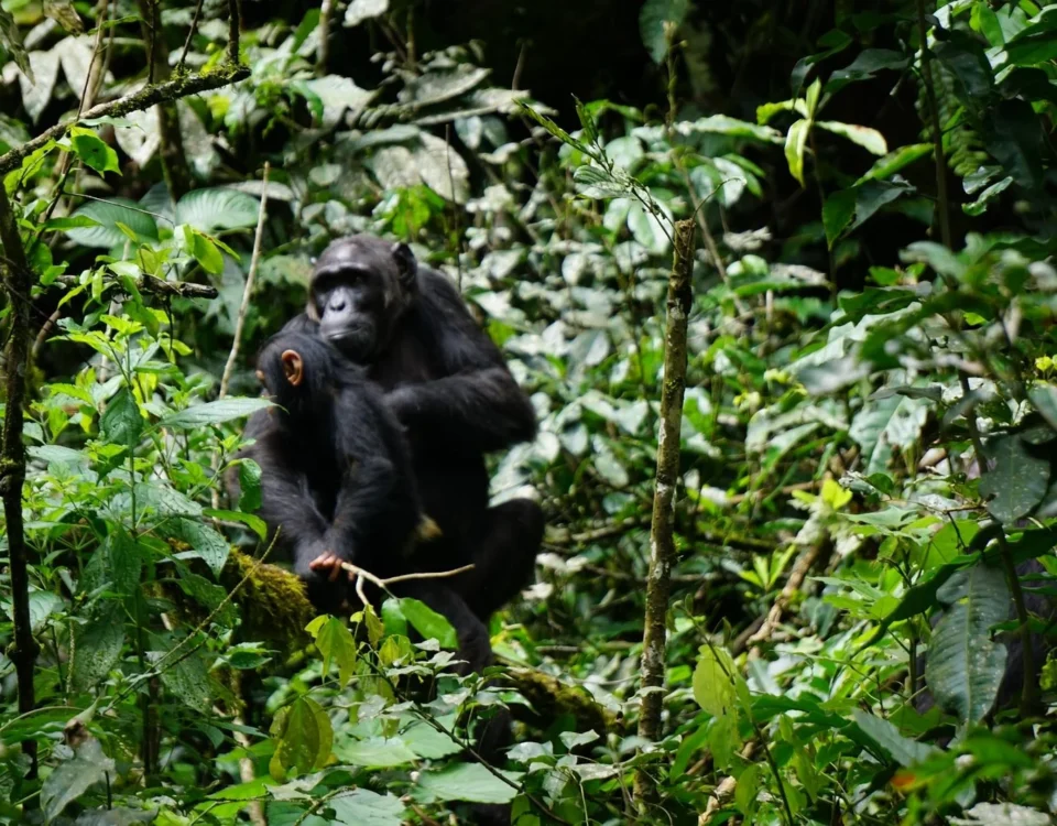 Which Park is Best for Chimpanzee Tracking in Tanzania?