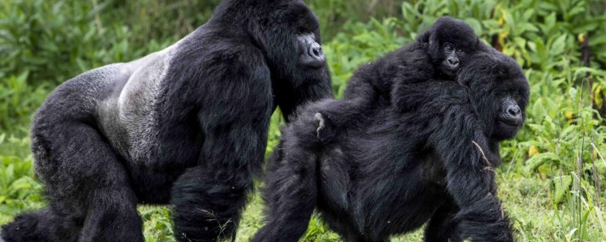 How Long Does a Typical Gorilla Trekking Experience Last