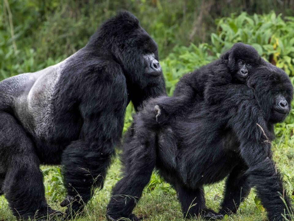 How Long Does a Typical Gorilla Trekking Experience Last