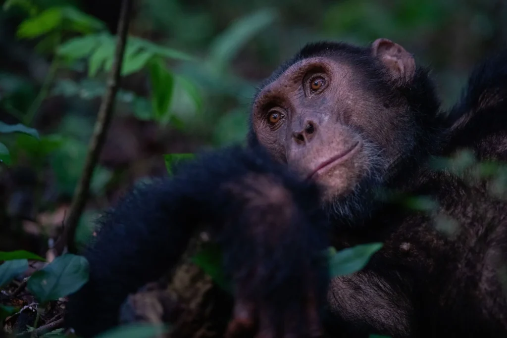 Why is Mahale Mountains National Park Famous for Chimps?