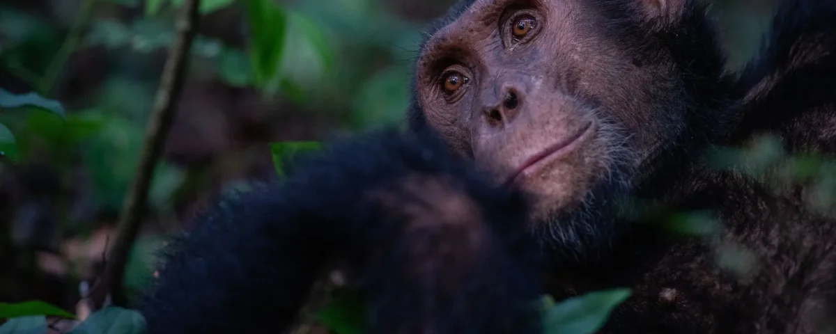 Why is Mahale Mountains National Park Famous for Chimps?