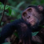 Why is Mahale Mountains National Park Famous for Chimps?