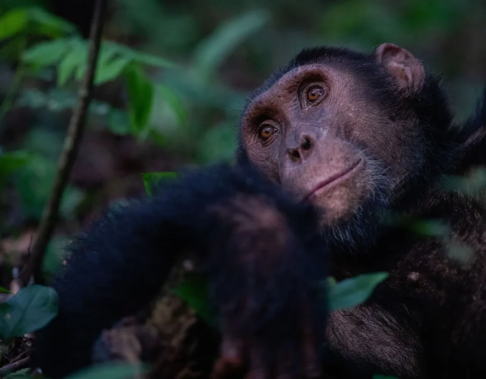 Why is Mahale Mountains National Park Famous for Chimps?