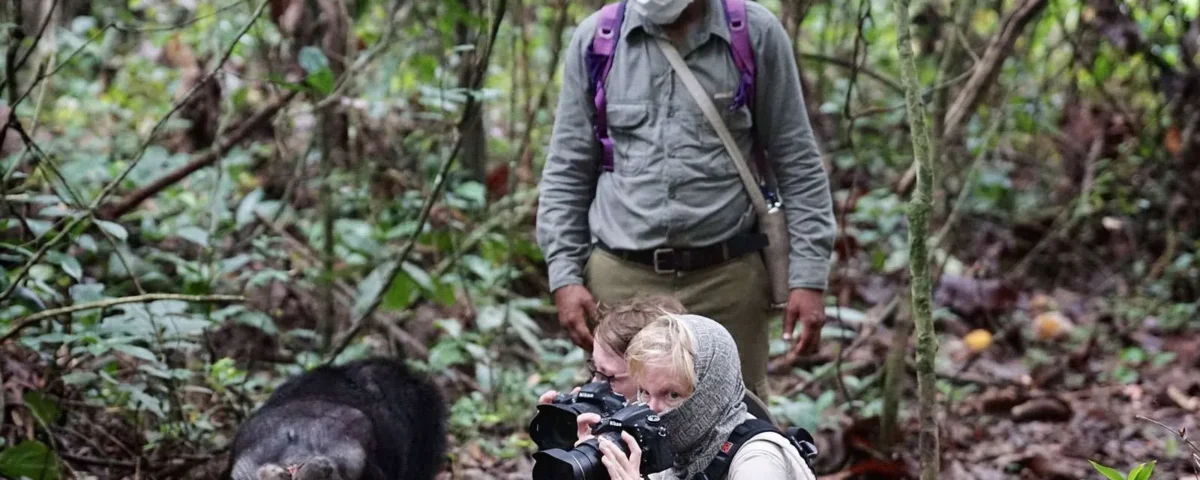 What Should I Wear for Chimpanzee Tracking in Uganda?