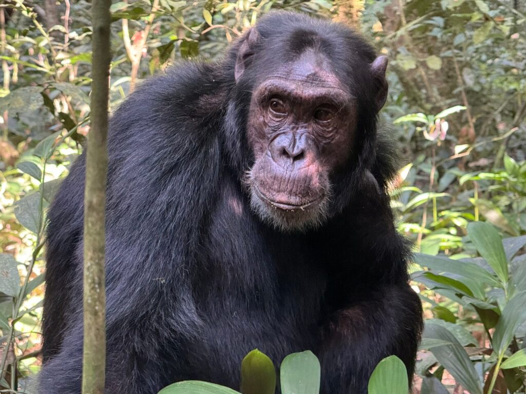 Are the Chimps in Kibira Habituated?