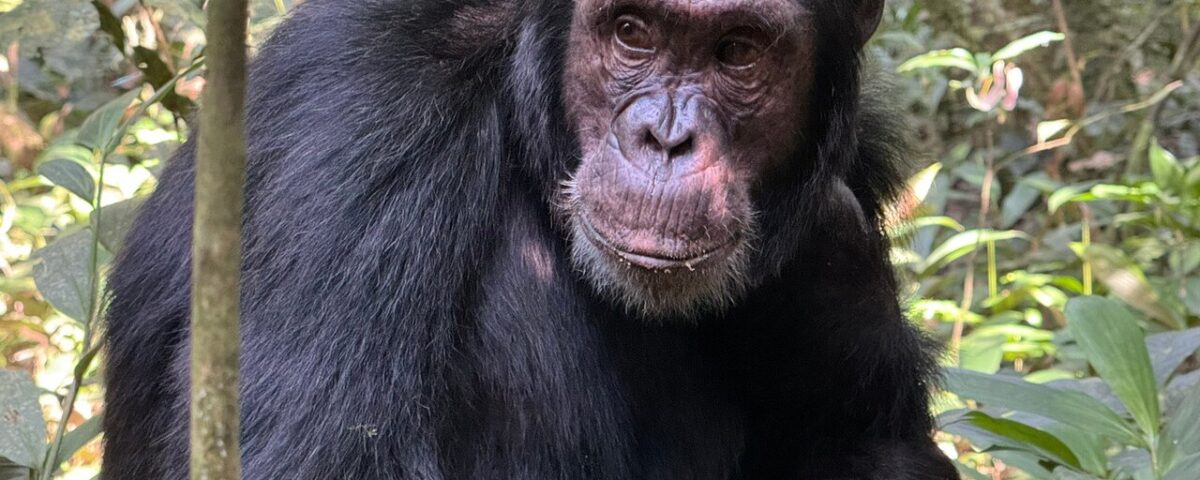 Are the Chimps in Kibira Habituated?
