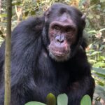 Are the Chimps in Kibira Habituated?