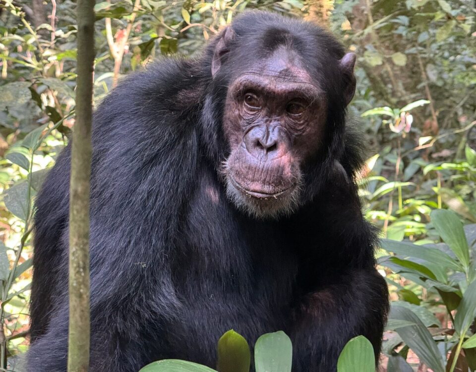 Are the Chimps in Kibira Habituated?