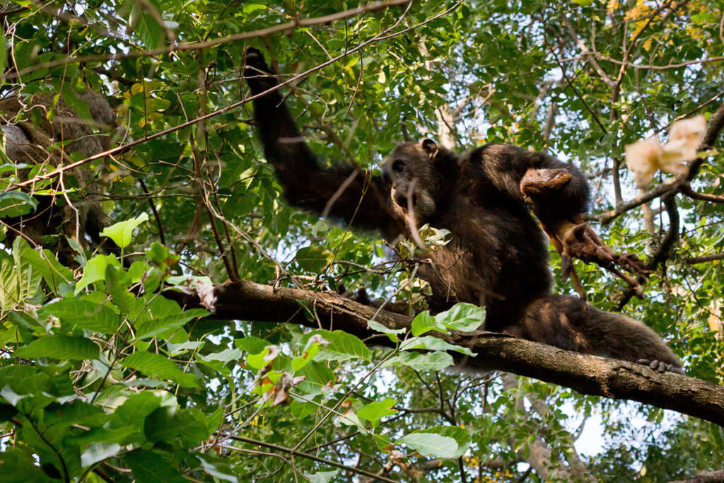 How Does Chimpanzee Tracking Differ from Gorilla Trekking