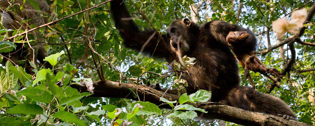 How Does Chimpanzee Tracking Differ from Gorilla Trekking