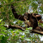 How Does Chimpanzee Tracking Differ from Gorilla Trekking