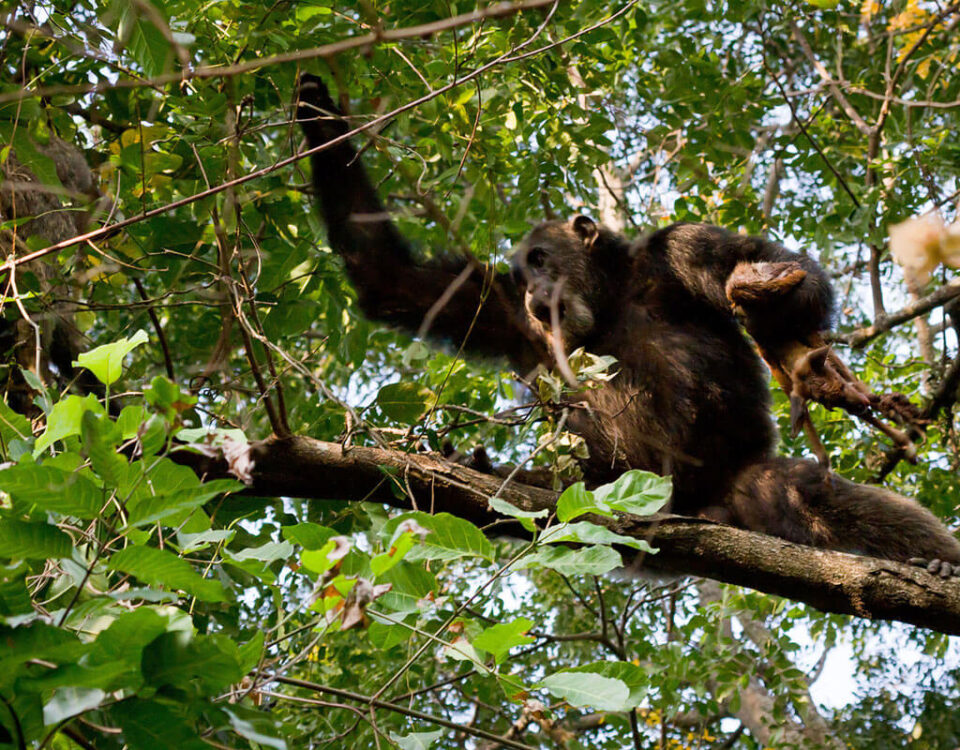 How Does Chimpanzee Tracking Differ from Gorilla Trekking