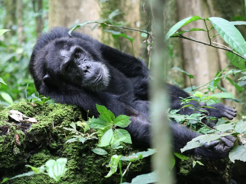 Which Park is Best for Chimpanzee Tracking in Tanzania