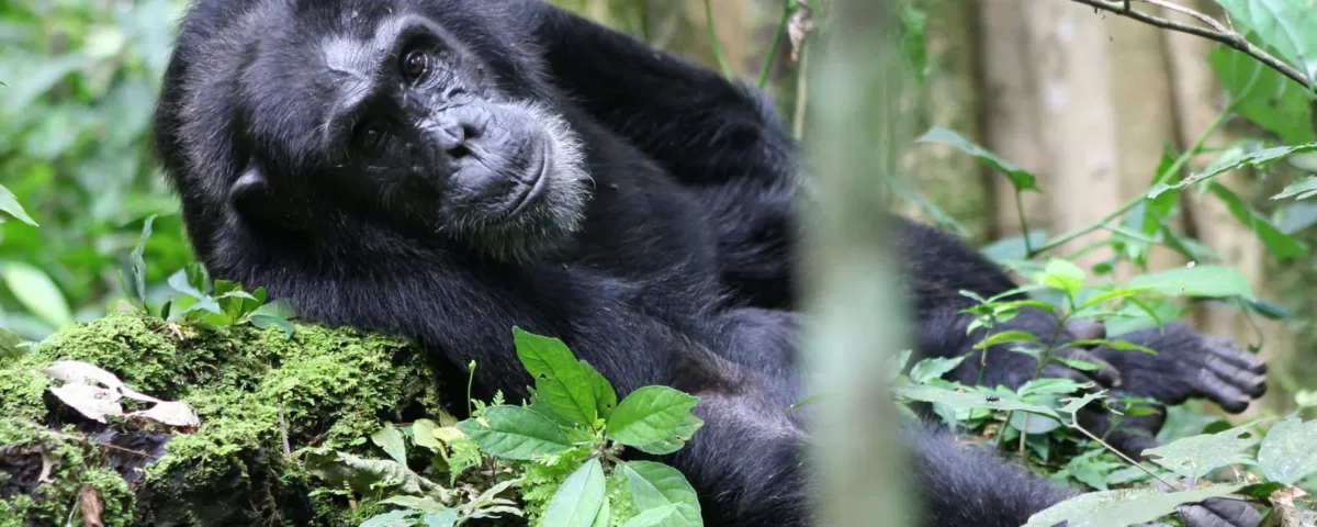 Which Park is Best for Chimpanzee Tracking in Tanzania