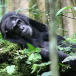 Which Park is Best for Chimpanzee Tracking in Tanzania