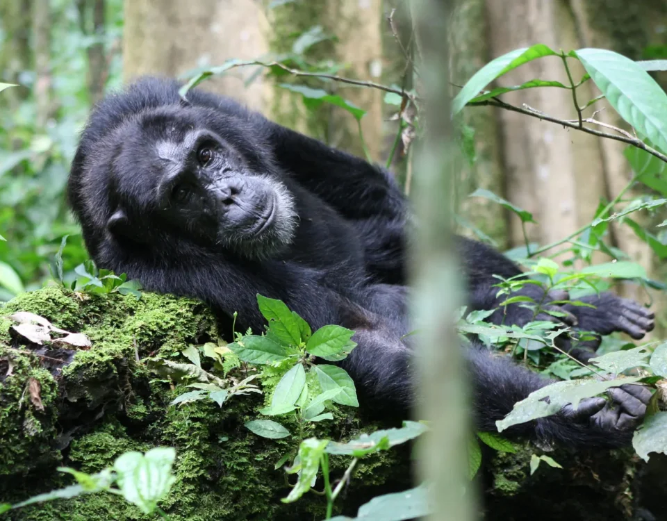 Which Park is Best for Chimpanzee Tracking in Tanzania
