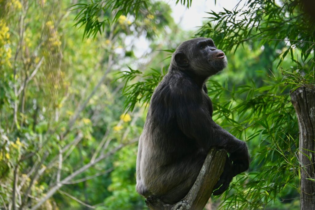 Can Chimpanzee Tracking Be Combined with Gorilla Trekking?