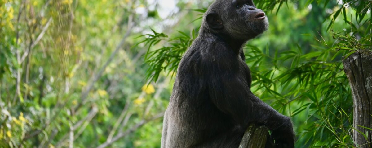 Can Chimpanzee Tracking Be Combined with Gorilla Trekking?