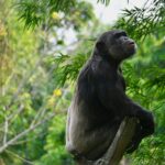 Can Chimpanzee Tracking Be Combined with Gorilla Trekking?