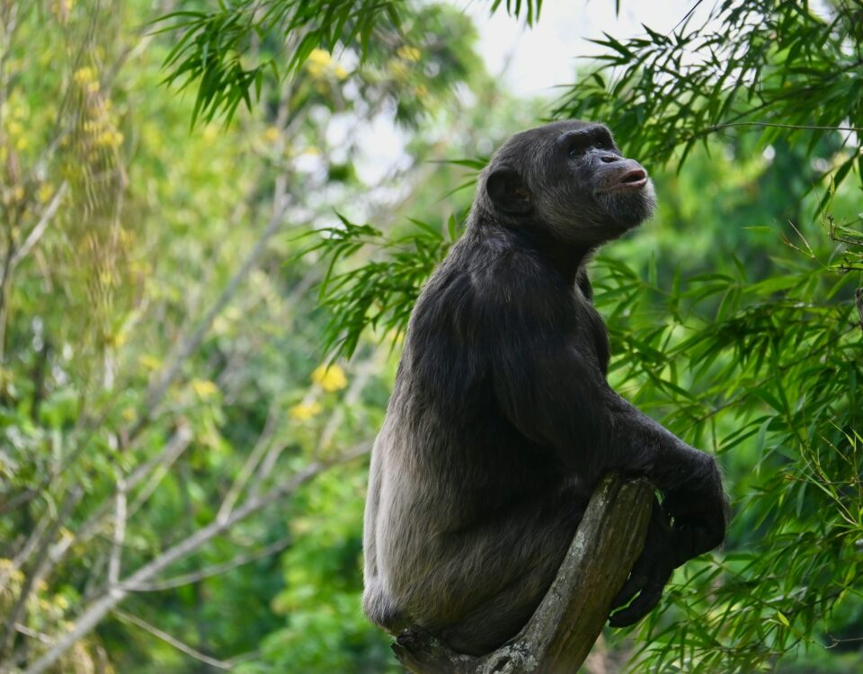 Can Chimpanzee Tracking Be Combined with Gorilla Trekking?