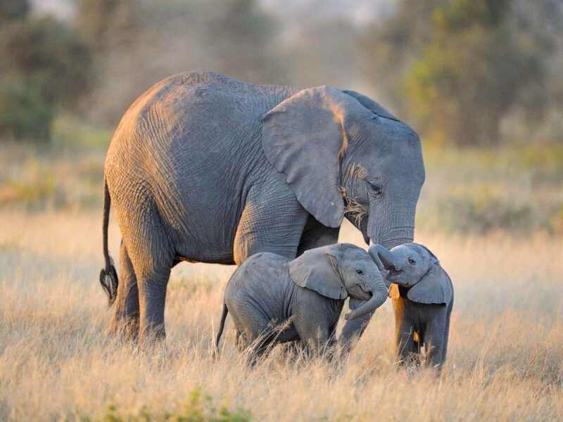 6-Day Private Kenya Big Five Safari