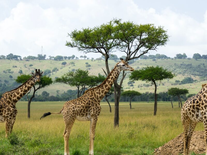 7-Day Kenya Wildlife Budget Safari
