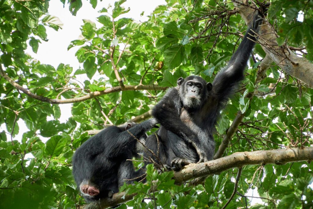 Can I Combine Birding with Chimpanzee Tracking in Uganda or Tanzania?