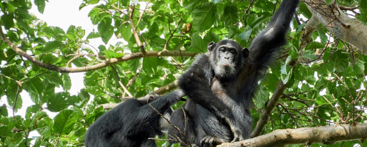Can I Combine Birding with Chimpanzee Tracking in Uganda or Tanzania?