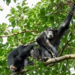 Can I Combine Birding with Chimpanzee Tracking in Uganda or Tanzania?